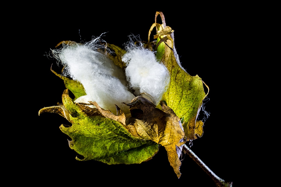 Cotton cotton shrub plant