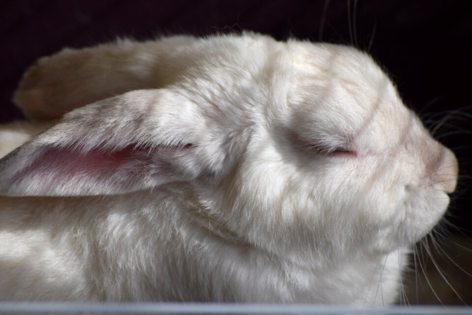Cute pet bunny