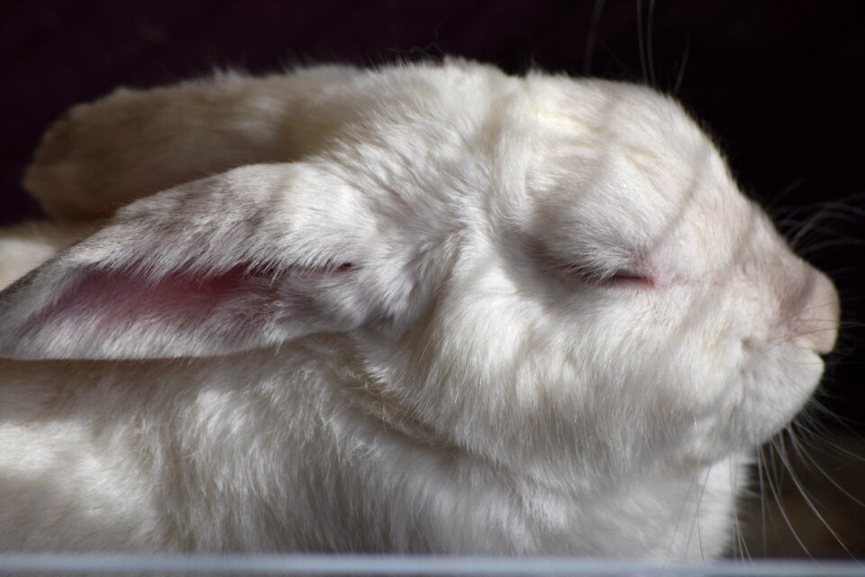 Cute pet bunny photo