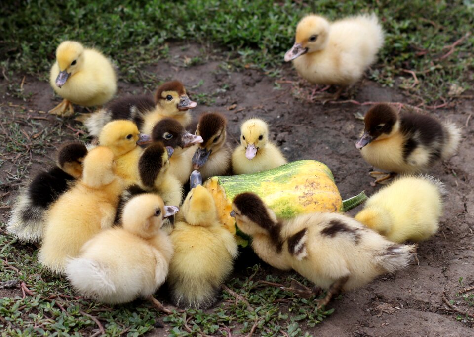 Yellow birds cute