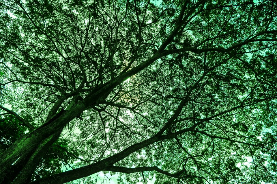 Landscape nature branch