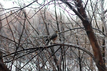 Wood branch coldly photo