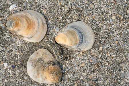 Shell sand nature