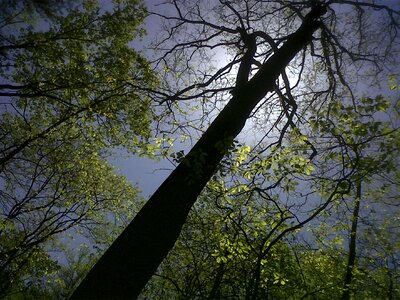 Landscape branch leaf photo