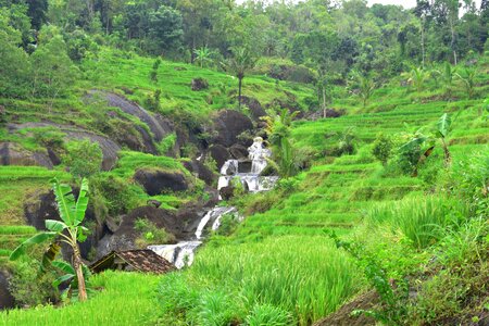 Flora tree field photo