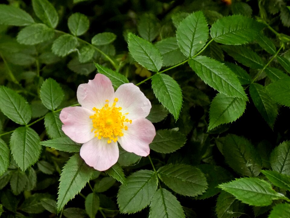 Flower garden outdoors