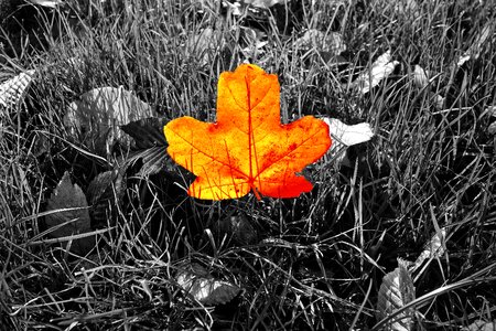 Autumn color grass autumn leaf