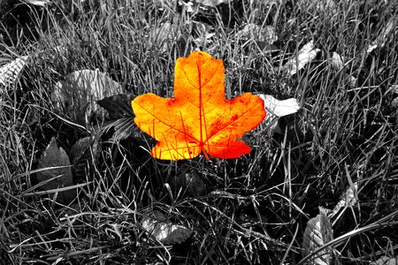 Autumn color grass autumn leaf photo