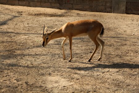 Animal antelope wild photo