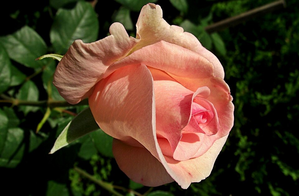 Love nature plant