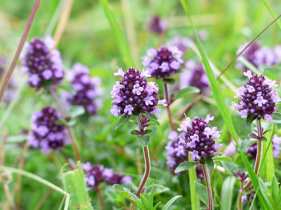 Violet wild plant broadleaf thyme