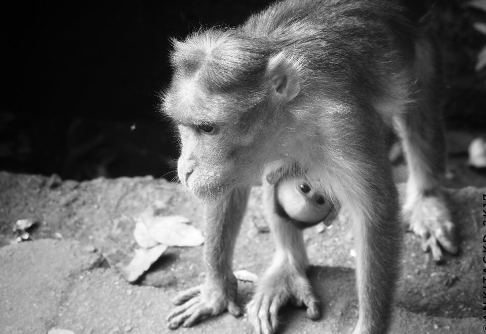 Nature monochrome monkey