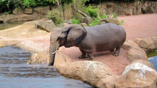 Nature animal world waters