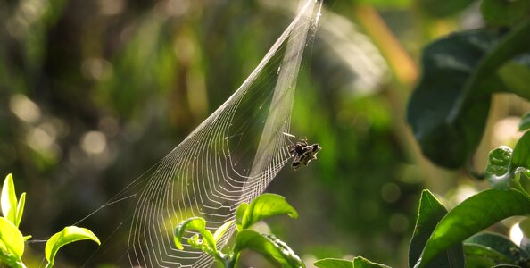 Plant insect armenia