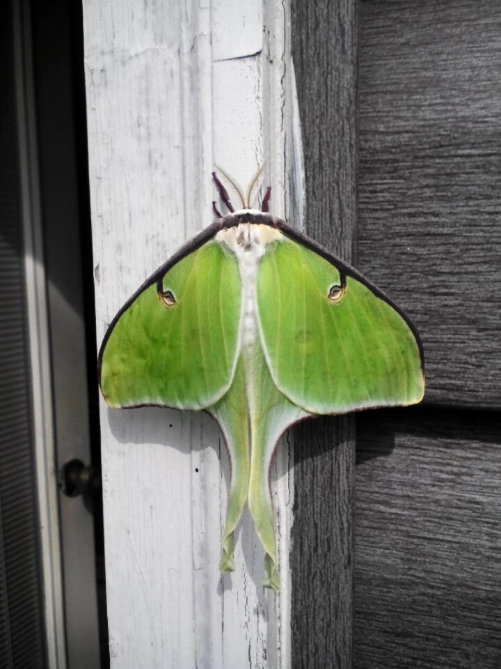 Insect desktop gray butterfly
