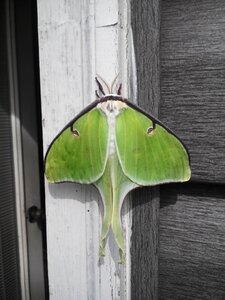 Insect desktop gray butterfly