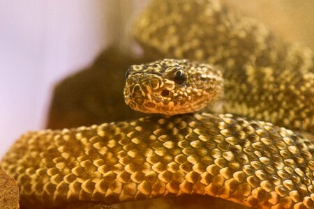 Background close up rattlesnake photo