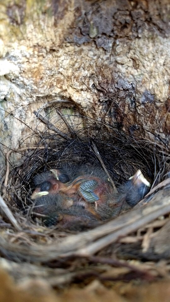Wood birds nest