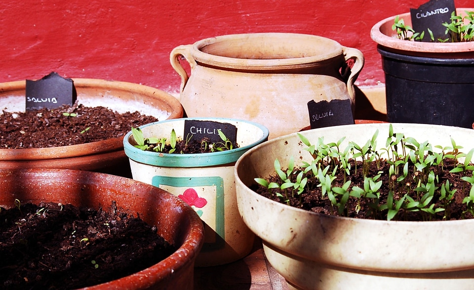 First outbreaks plant nature