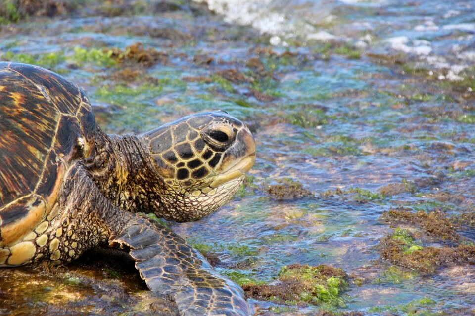 Sea reptile animal