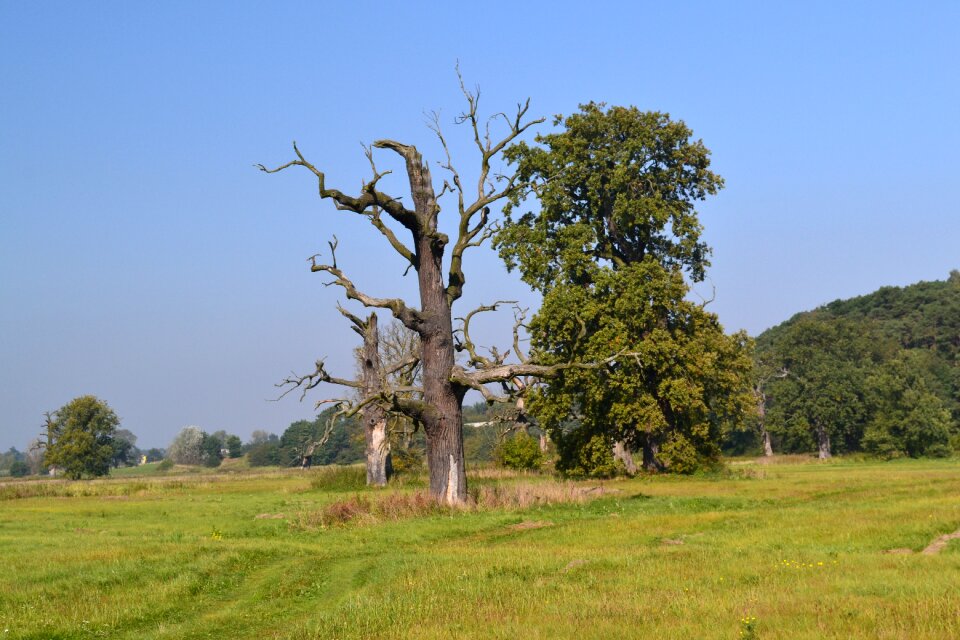 Tree nature landscape