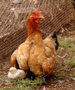 Mom birds fluffy