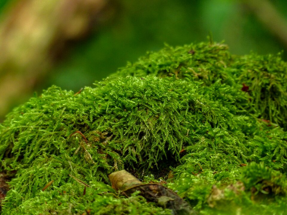 Close up green nature