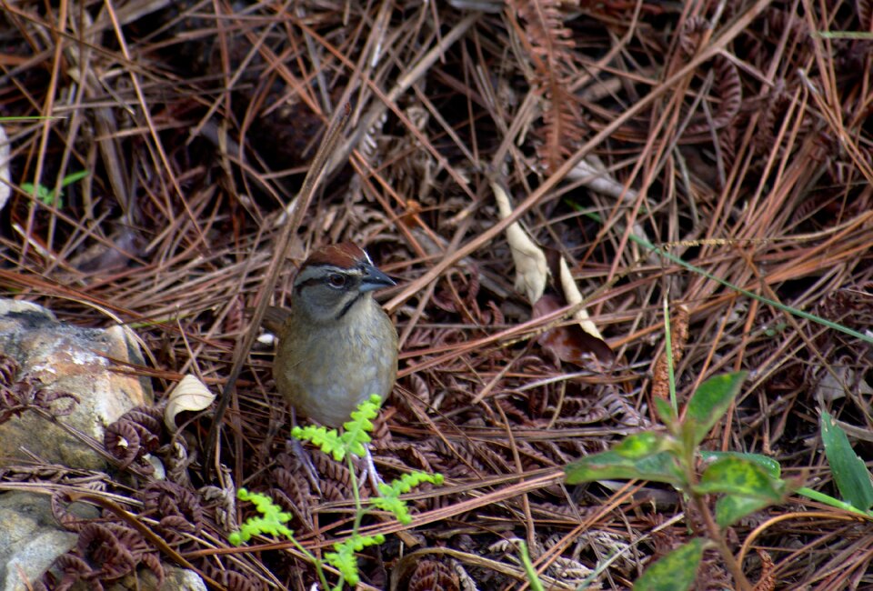 Bird outdoors wood