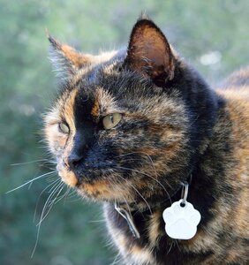 Mammalia nice kitten