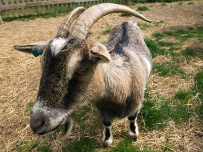 Pet livestock horns photo