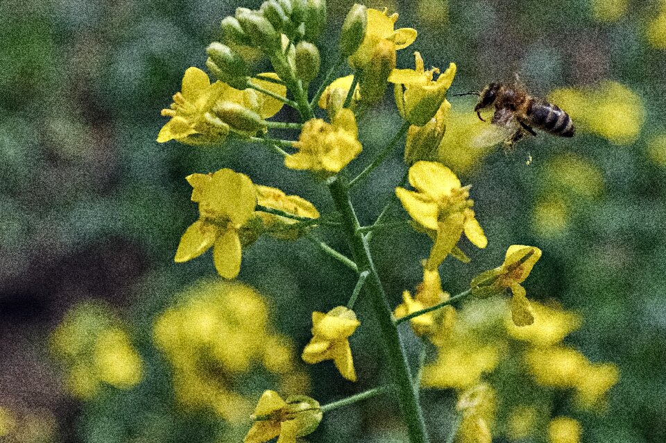 Field insect rape