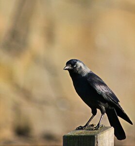 Nature blackbird animal