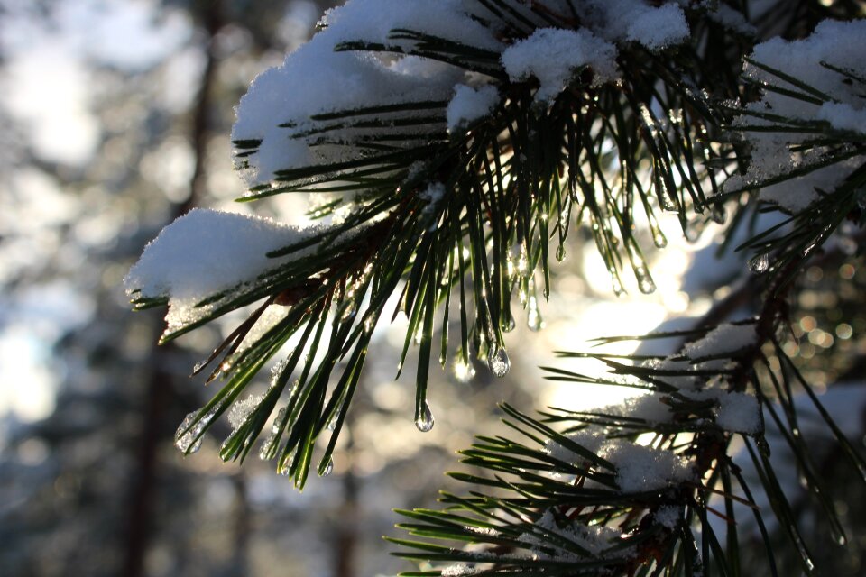 Pines nature plant