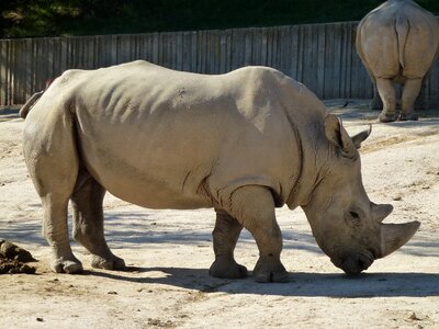 Exotic animal animal fauna