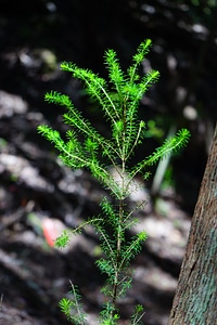 Heather erica heather green