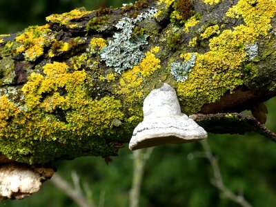 Plant wood tree fungus photo