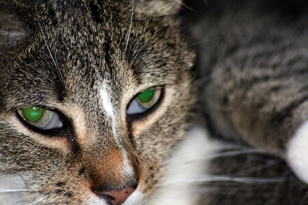 Domestic cat cat portrait green eyes