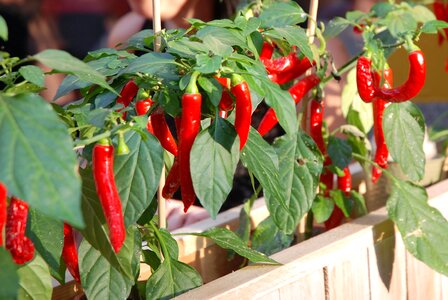 Spice chili leaf