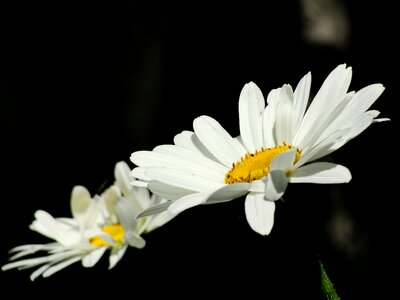 Plant summer live
