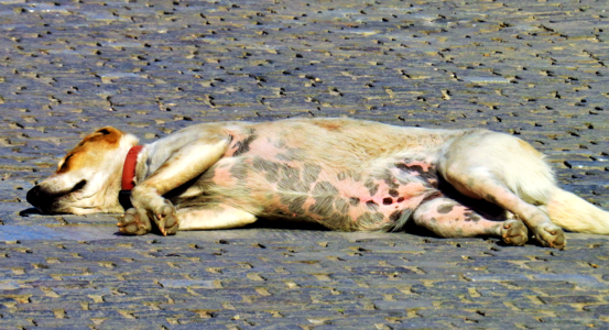 Stomach speckled animal
