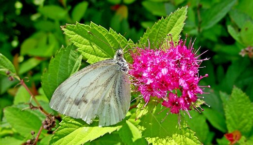 Butterfly bielinek summer photo