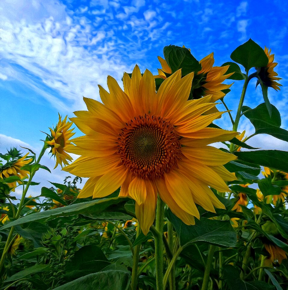 Summer plant schönwetter