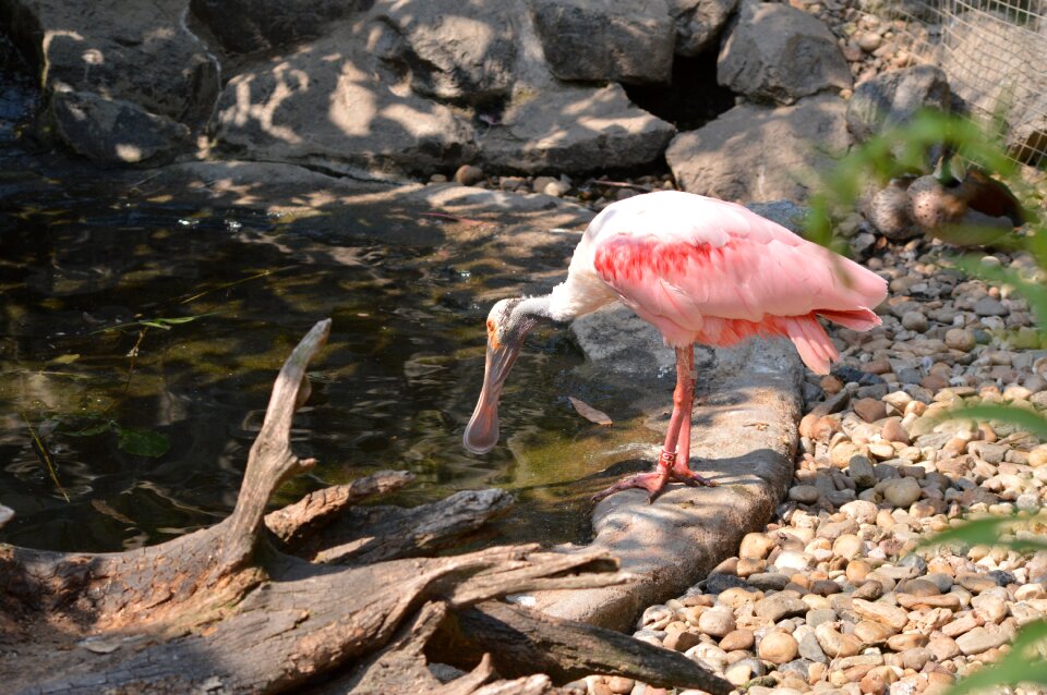 Bird feather zoo
