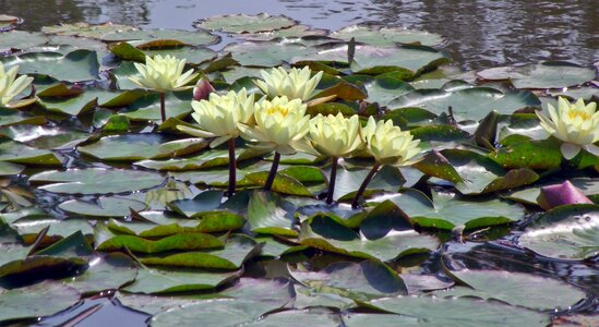 Water lily plant pond