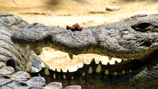 Foot kita the teeth of the