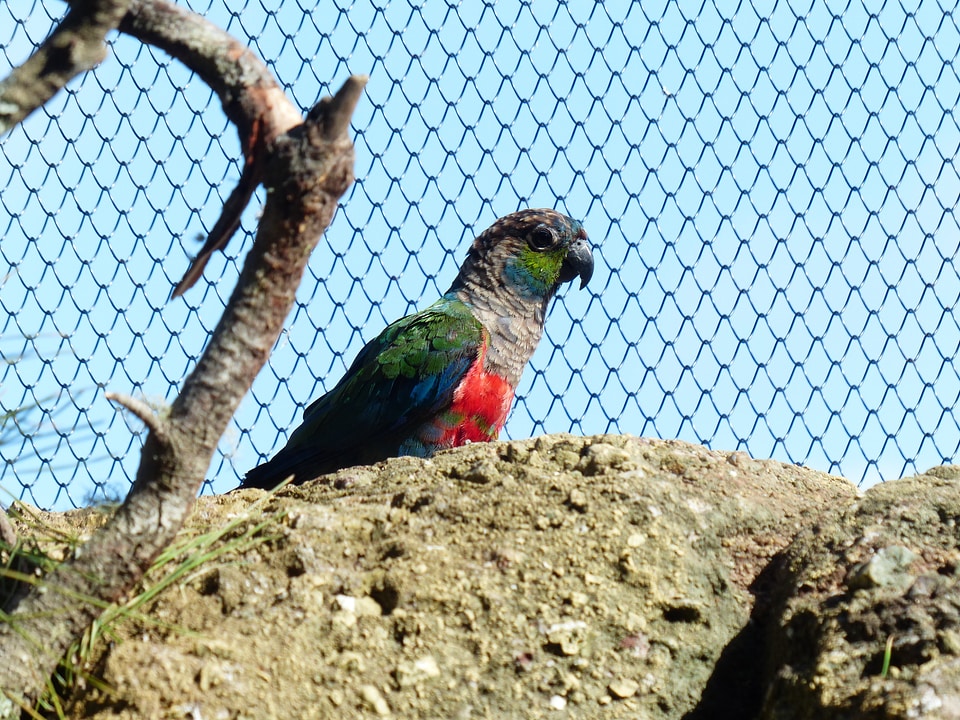 Cage conure pyrrhura