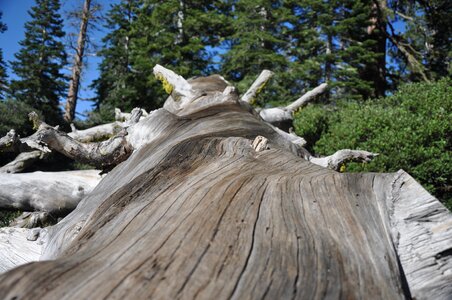 Nature wood landscape