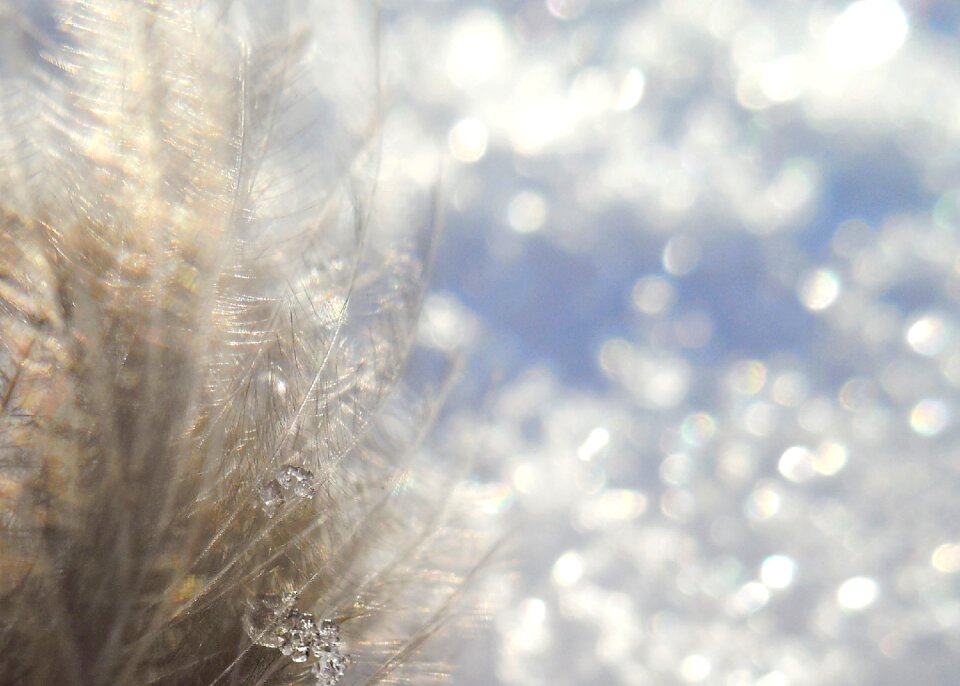 Bokeh plumule frost