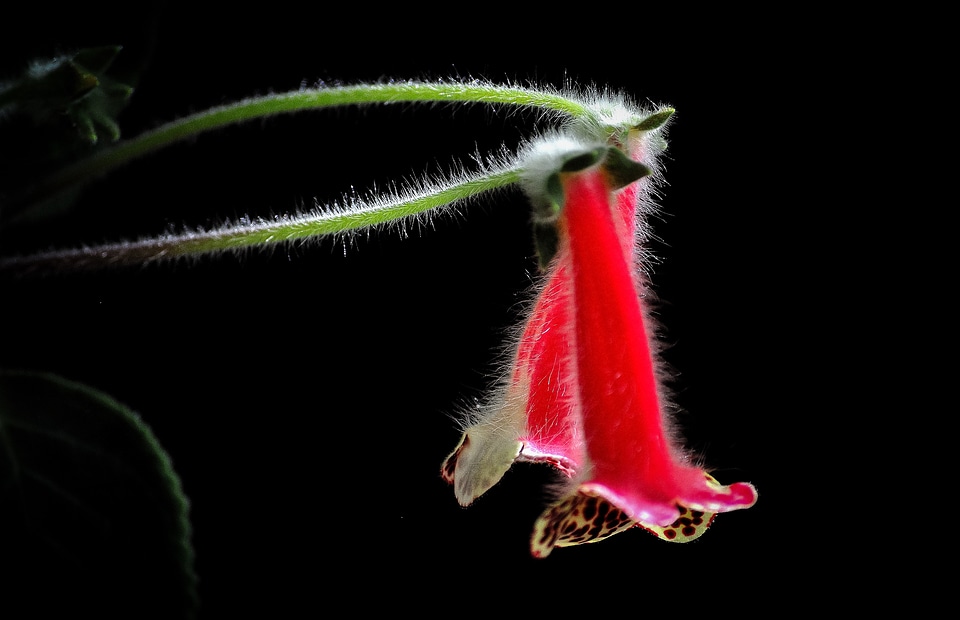 Beautiful floral natural