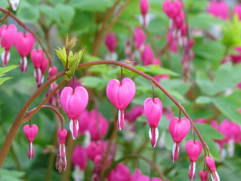 Plant garden spring